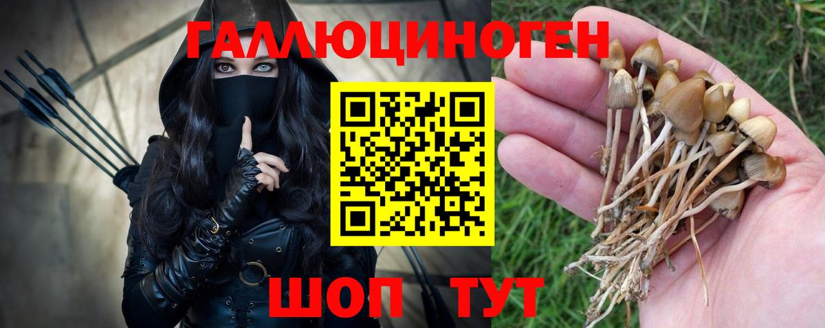 Псилоцибиновые грибы Psilocybine cubensis Холмск